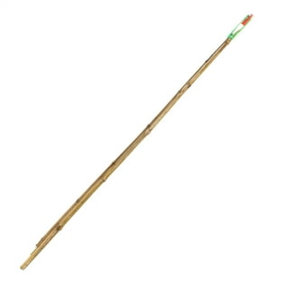 Fish Pole Bamboo