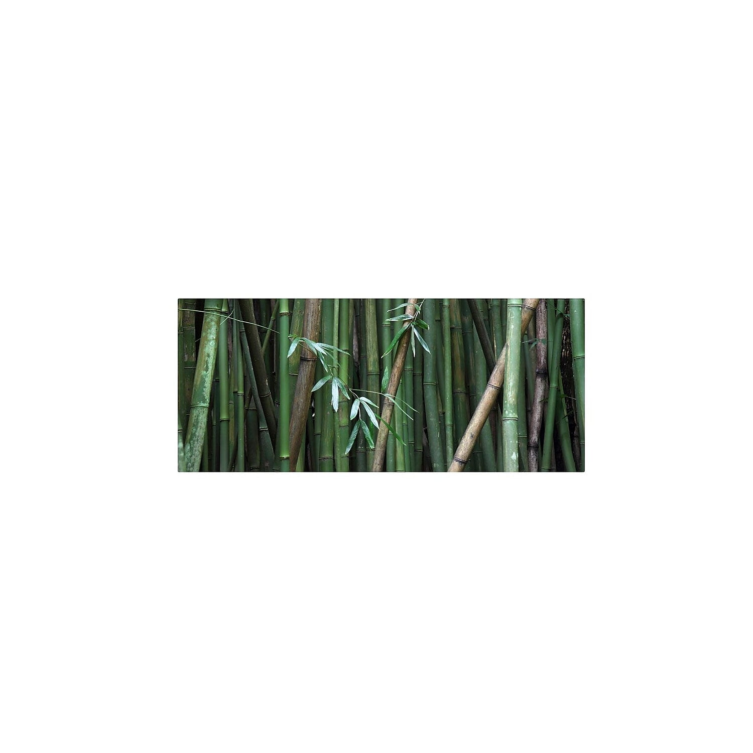 "Bamboo" Canvas Art by Pierre Leclerc