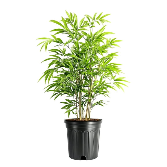 Bamboo Fernleaf | 1 Extra Large 3 Gallon Plant | Bambusa multiplex | Clumping Bamboo Privacy Screen | Fast Growing Hedge Windbreak Gardens Walkways Borders Decorative Accent Garden Feature Zone