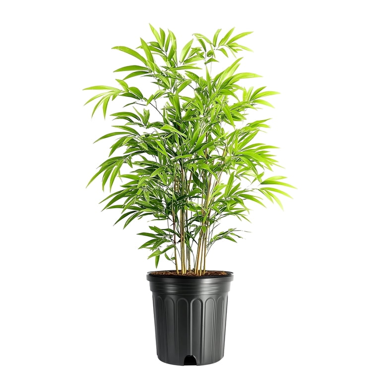 Bamboo Fernleaf | 3 Extra Large 3 Gallon Plant | Bambusa multiplex