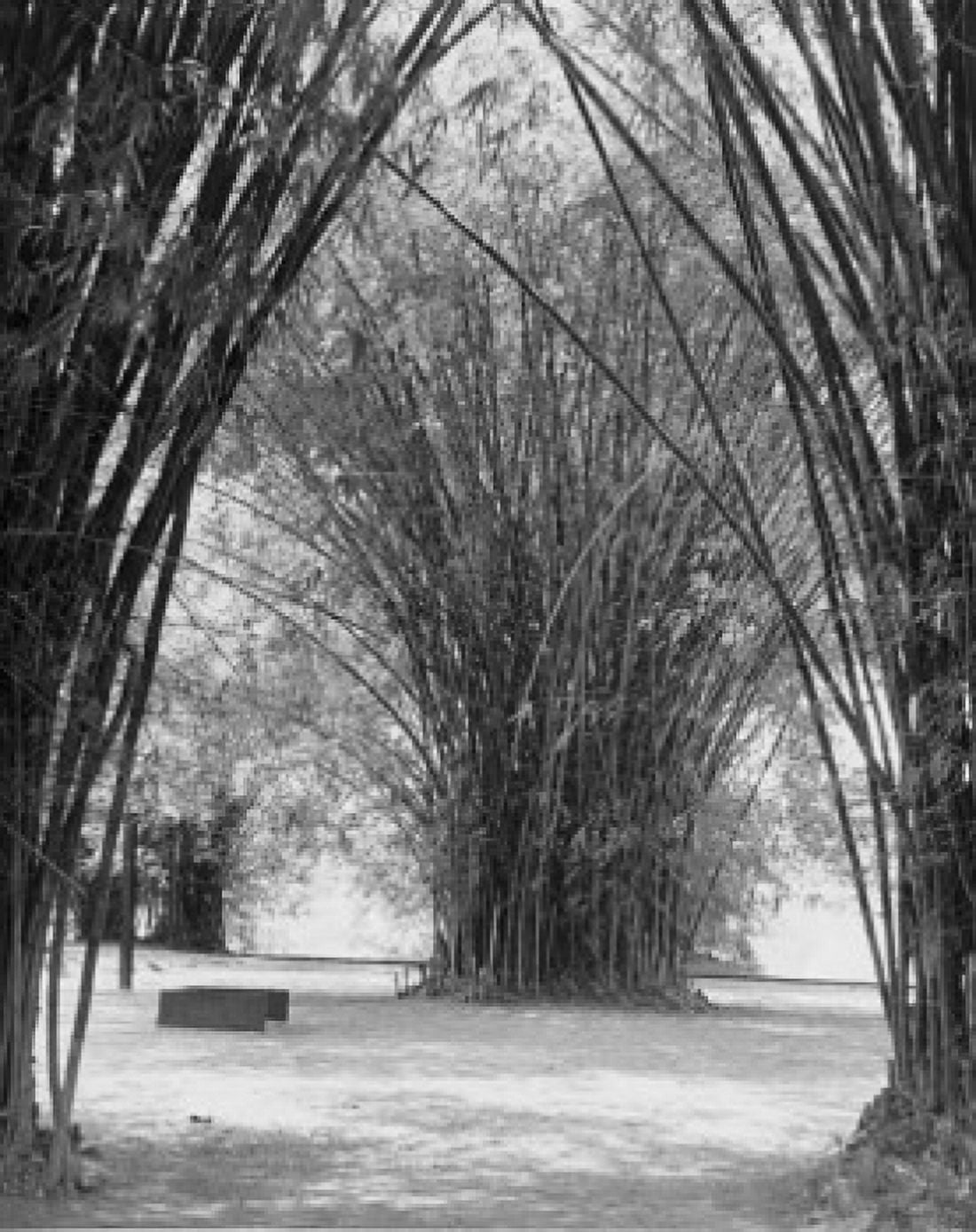 Bamboo Forest Cote dIvoire Canvas Art -  (18 x 24)