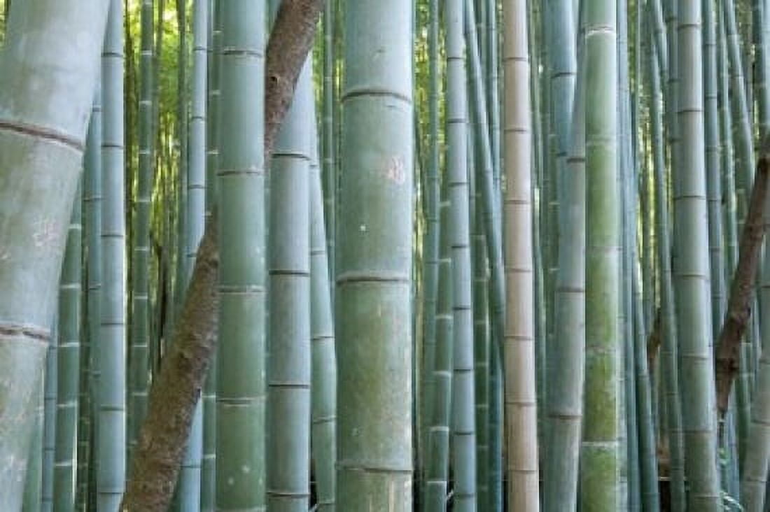 Bamboo Forest Kyoto Japan Canvas Art - Gavriel Jecan DanitaDelimont (26 x 18)