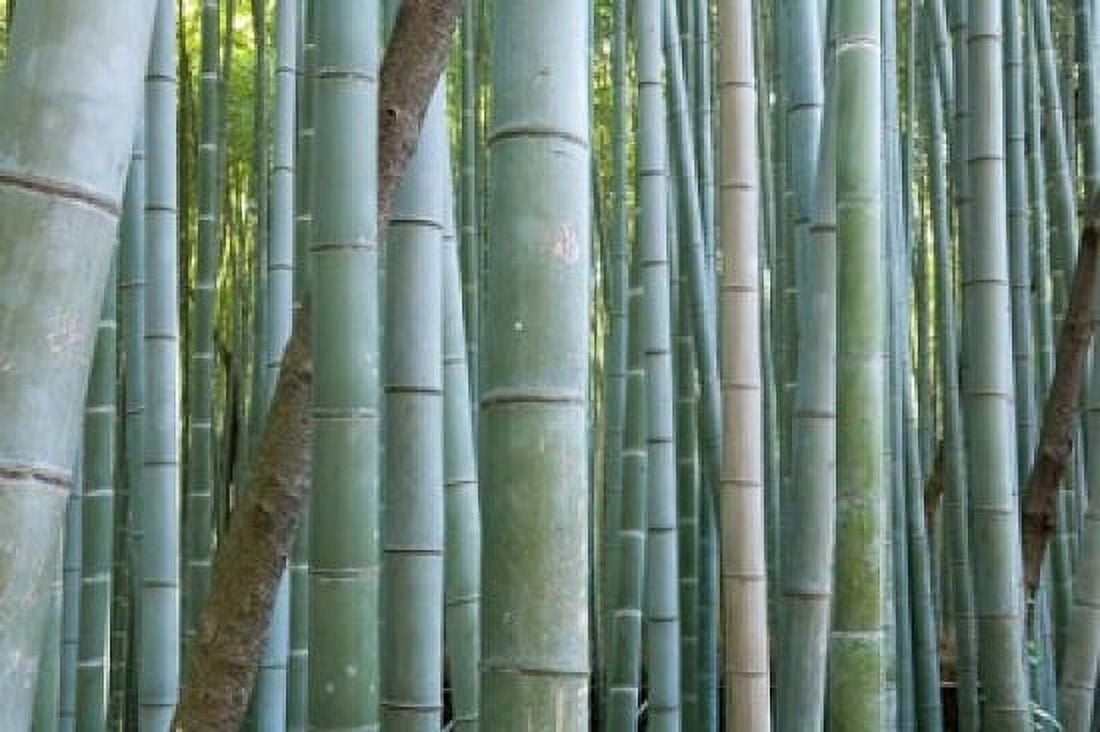 Bamboo Forest Kyoto Japan Canvas Art - Gavriel Jecan DanitaDelimont (36 x 24)