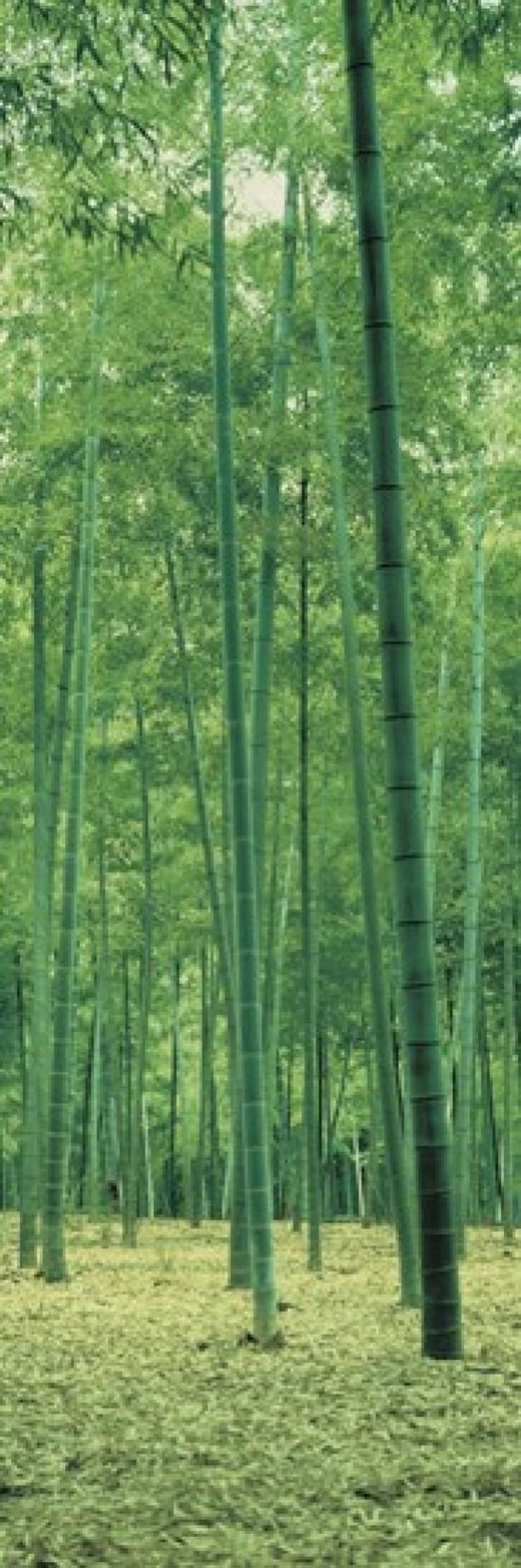 Bamboo Forest Nagaokakyo Kyoto Japan Canvas Art - Panoramic Images (18 x 6)