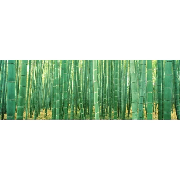 Bamboo Forest Photography Print (Unframed 36x12 Print)