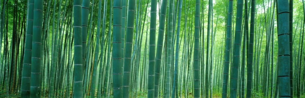 Bamboo Forest Sagano Kyoto Japan Canvas Art - Panoramic Images (27 x 9)