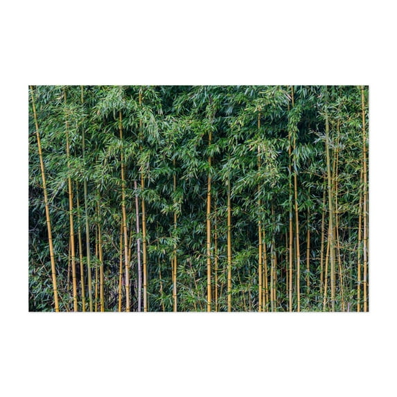 Bamboo Forest on a Rainy Afternoon - Monkton Maryland Photography Unframed Wall Art Print 5 x 7 inches