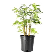 Bamboo Golden Goddess | 3 Large Gallon Size Plant | Bambusa multiplex | Fast Growing Clumping Bamboo | Privacy Hedge Windbreak Landscapes Borders Beds Decorative Accent Outdoor Screening Garden Zone