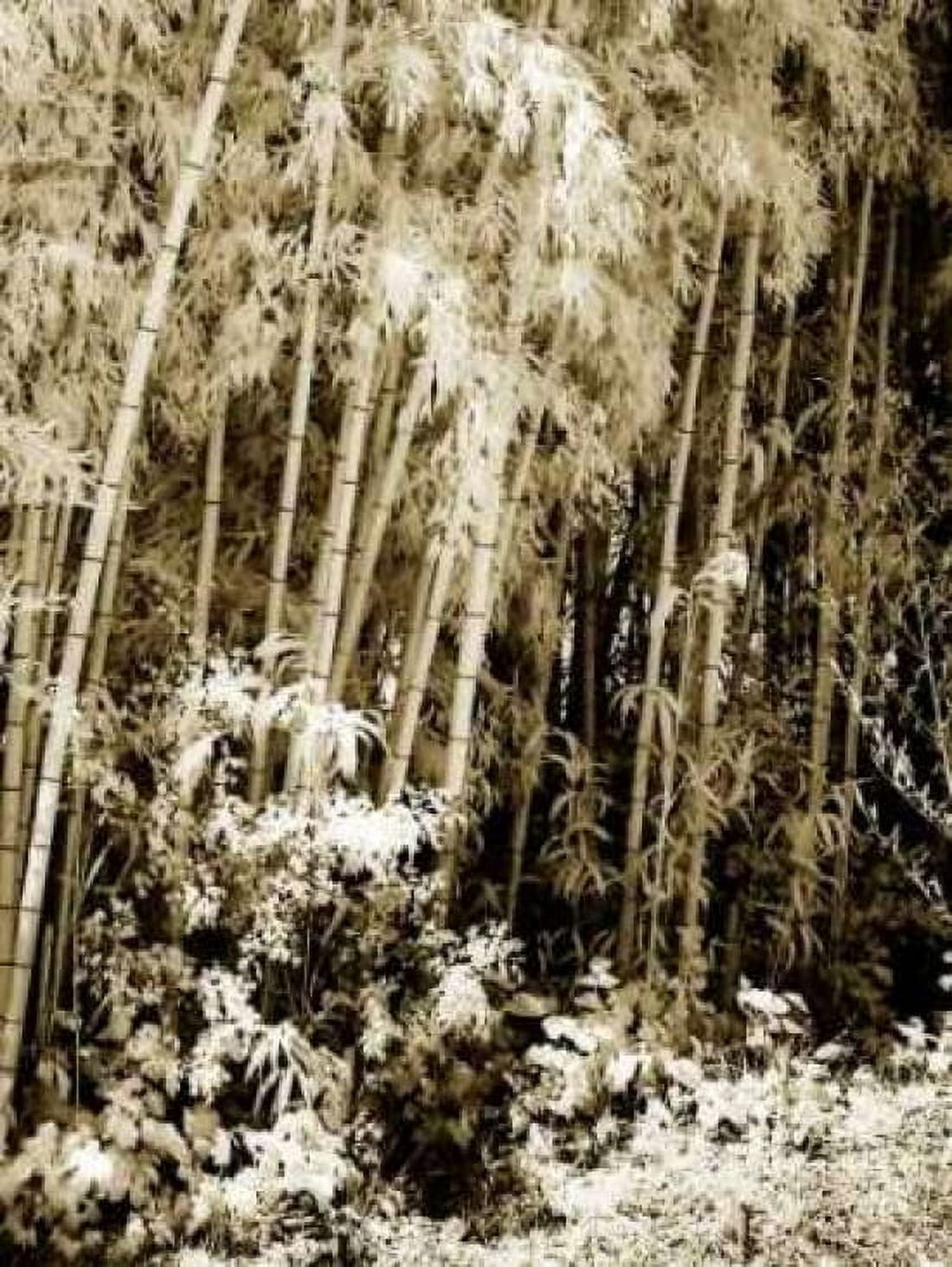 Bamboo Grove I Canvas Art - Alan Hausenflock (18 x 24)