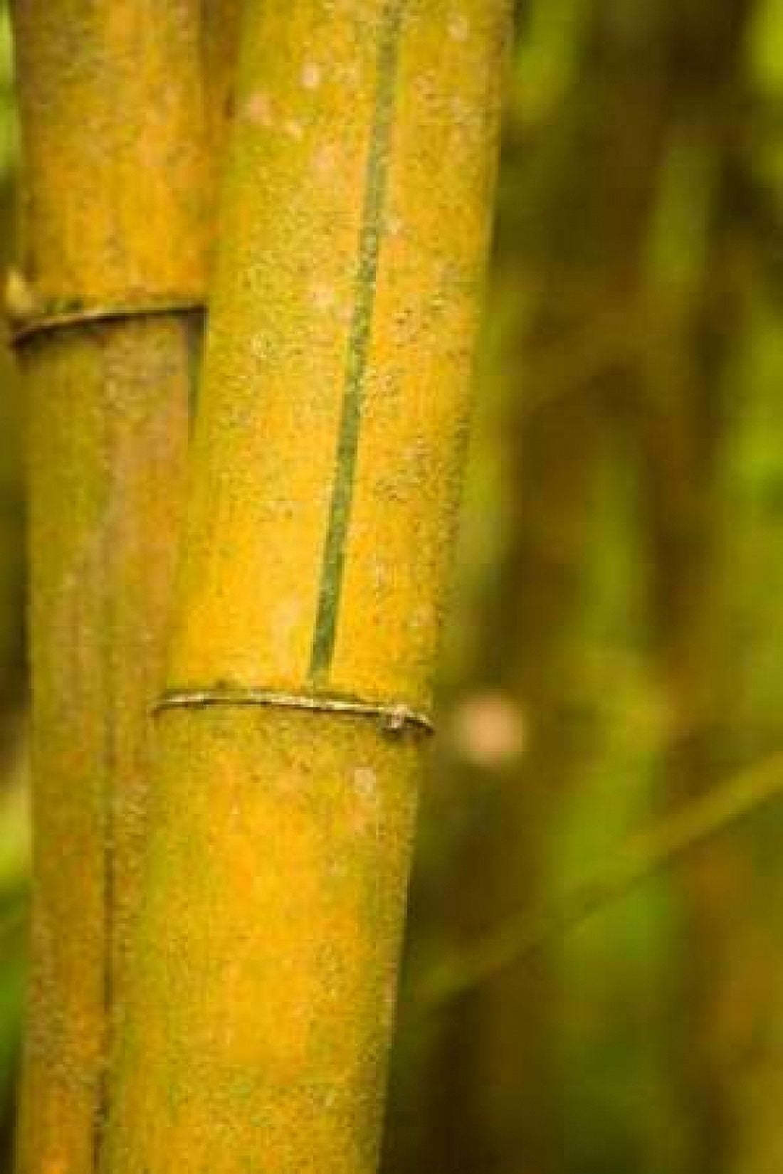 Bamboo I Canvas Art - Karyn Millet (12 x 18)