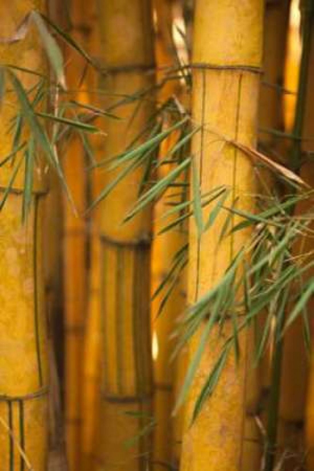 Bamboo II Canvas Art - Karyn Millet (12 x 18)