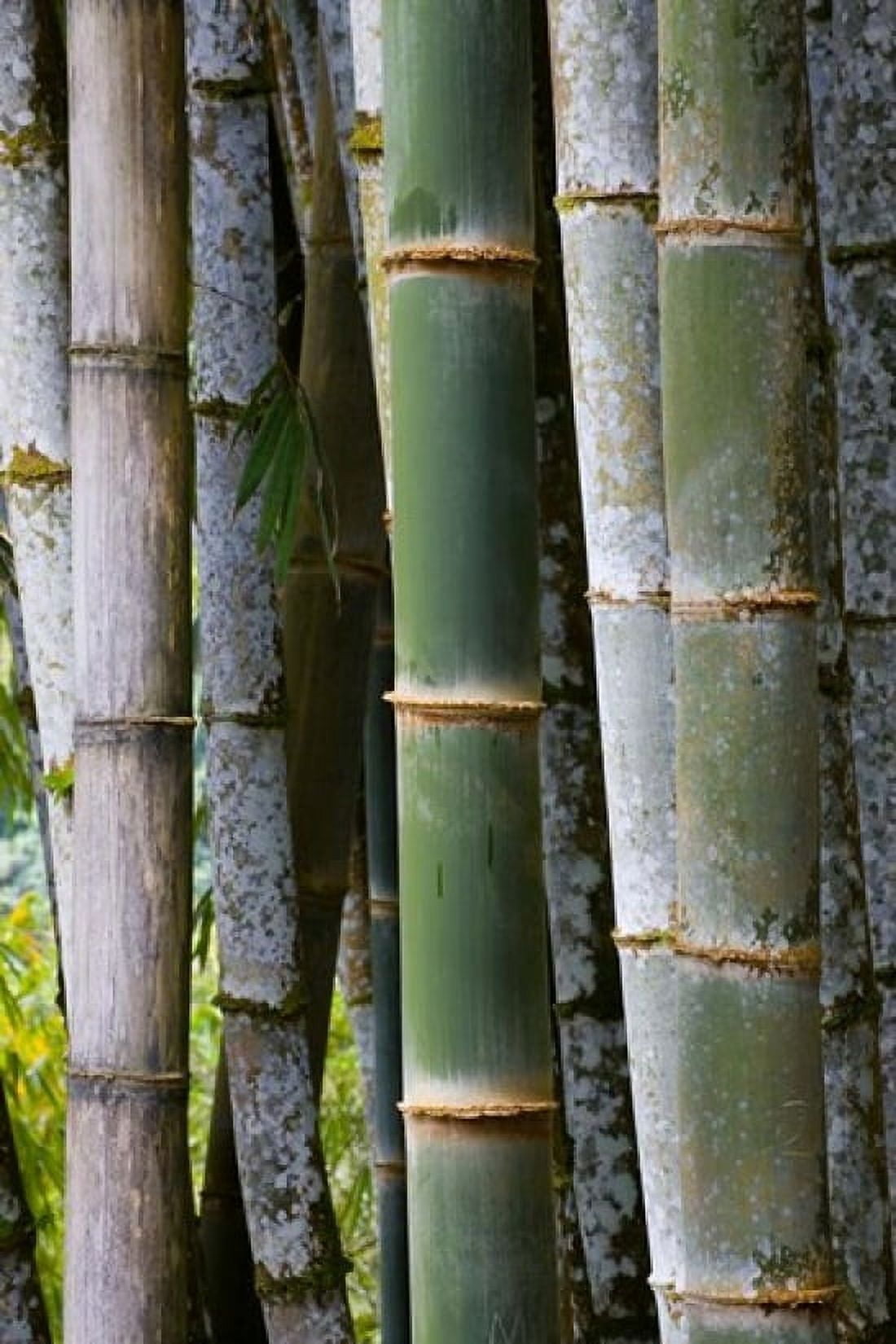 Bamboo Jardin De Balata Martinique French Antilles West Indies Canvas Art - Scott T Smith DanitaDelimont (18 x 26)