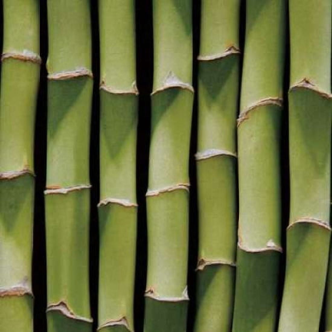 Bamboo Lengths Canvas Art - JeffBoyce MaiharaWatt (24 x 24)