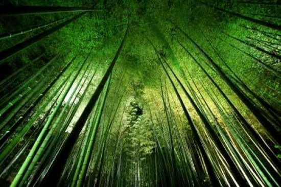Bamboo Night Canvas Art - Takeshi Marumoto (12 x 18)