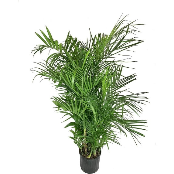 Bamboo Palm - Live Plant in a 3 Gallon Growers Pot - Chamaedorea Seifrizii - Great Privacy Hedge - Rare Palms from Florida