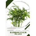 thumbnail image 1 of Bamboo Palm Plant: Prodigy Petal, Plant Guide, 1 of 1