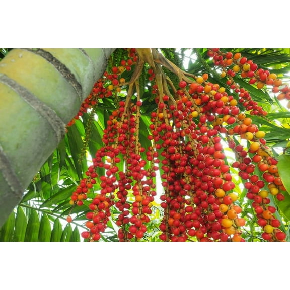 Bamboo Palm Tree Seeds for Planting (10 Seeds) - Chamaedorea seifrizii 'Florida Hybrid'