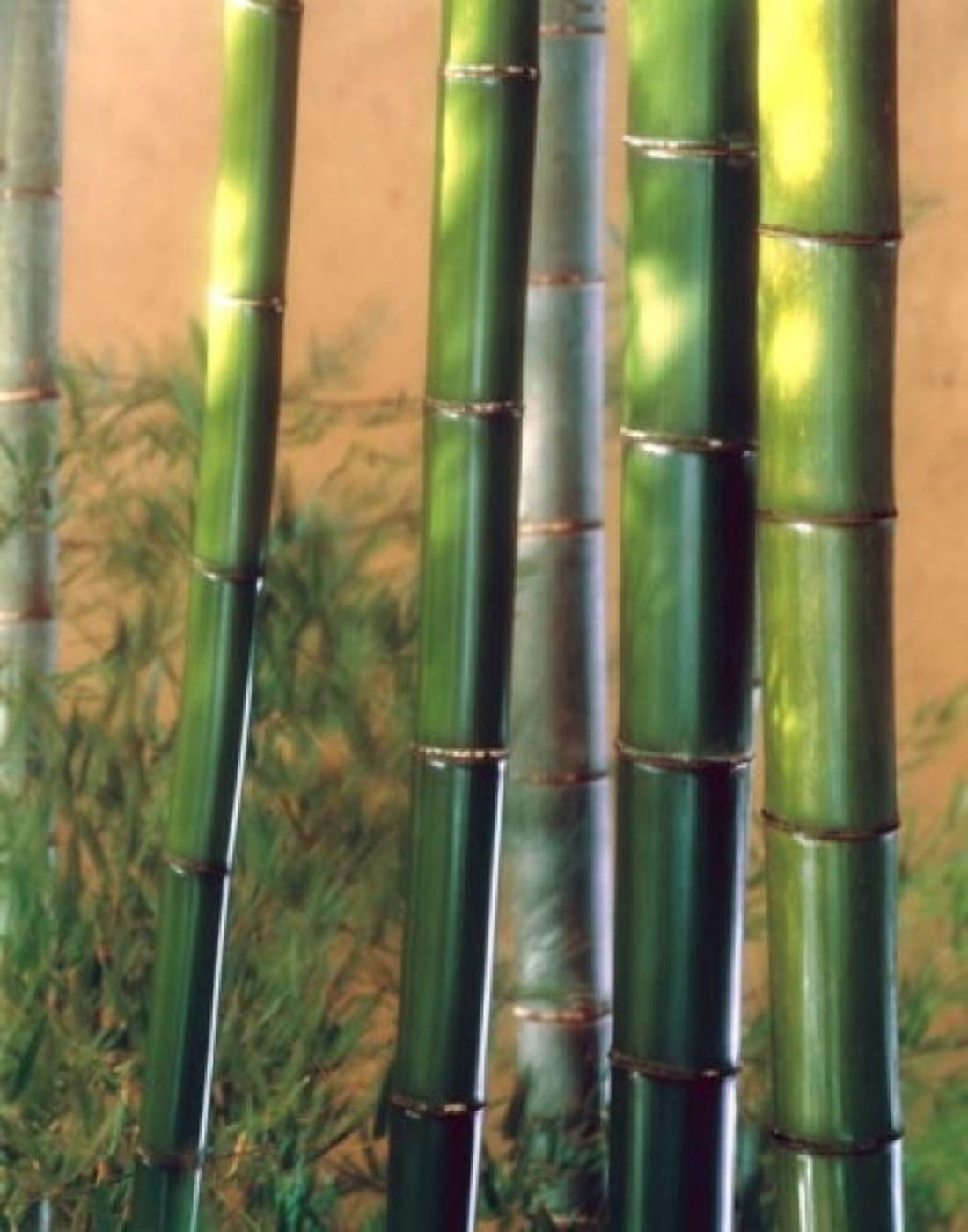 Bamboo Sticks Canvas Art - Panoramic Images (19 x 24)
