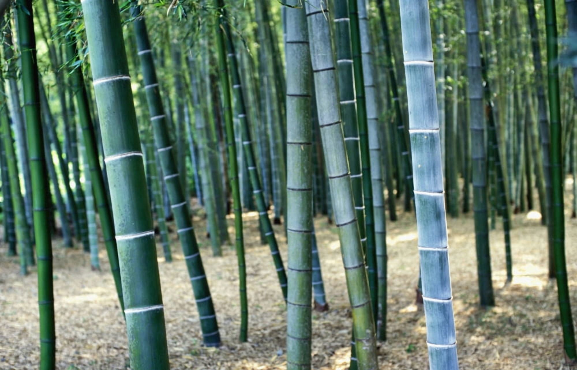 Bamboo Tree Forest Close Up Canvas Art - Paul Quayle Design Pics (38 x 24)