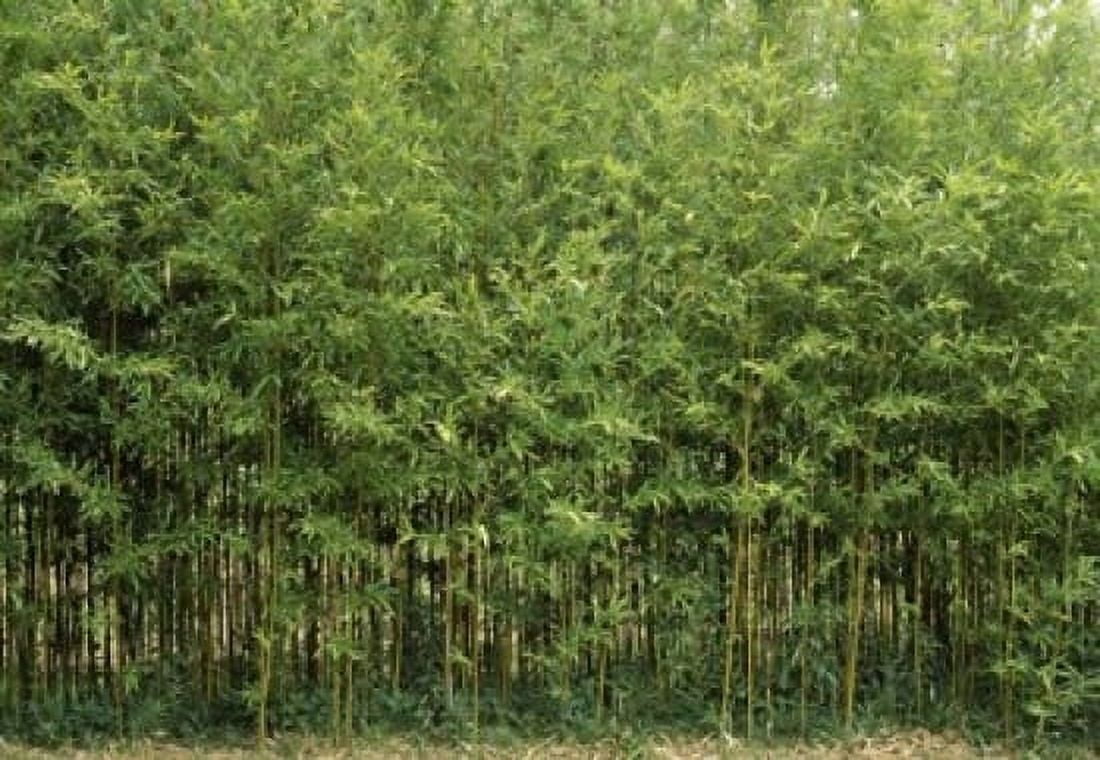 Bamboo Trees in a Forest Fukuoka Kyushu Japan Canvas Art - Panoramic Images (18 x 12)