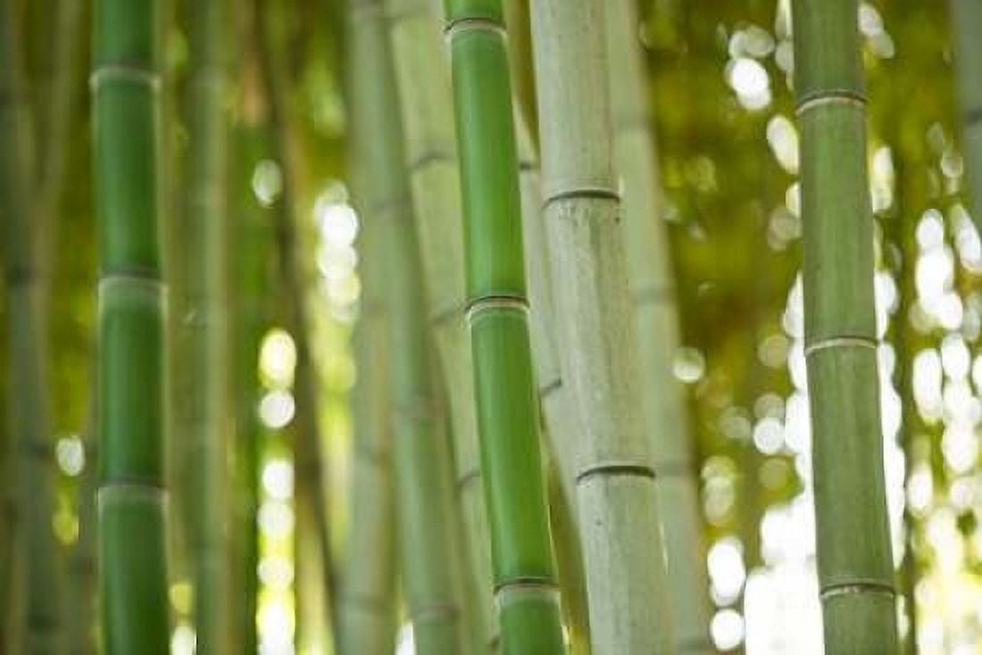 Bamboo and Bokeh I Canvas Art - Erin Berzel (12 x 18)