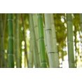 thumbnail image 1 of Bamboo and Bokeh I Poster Print by Erin Berzel (12 x 18), 1 of 1