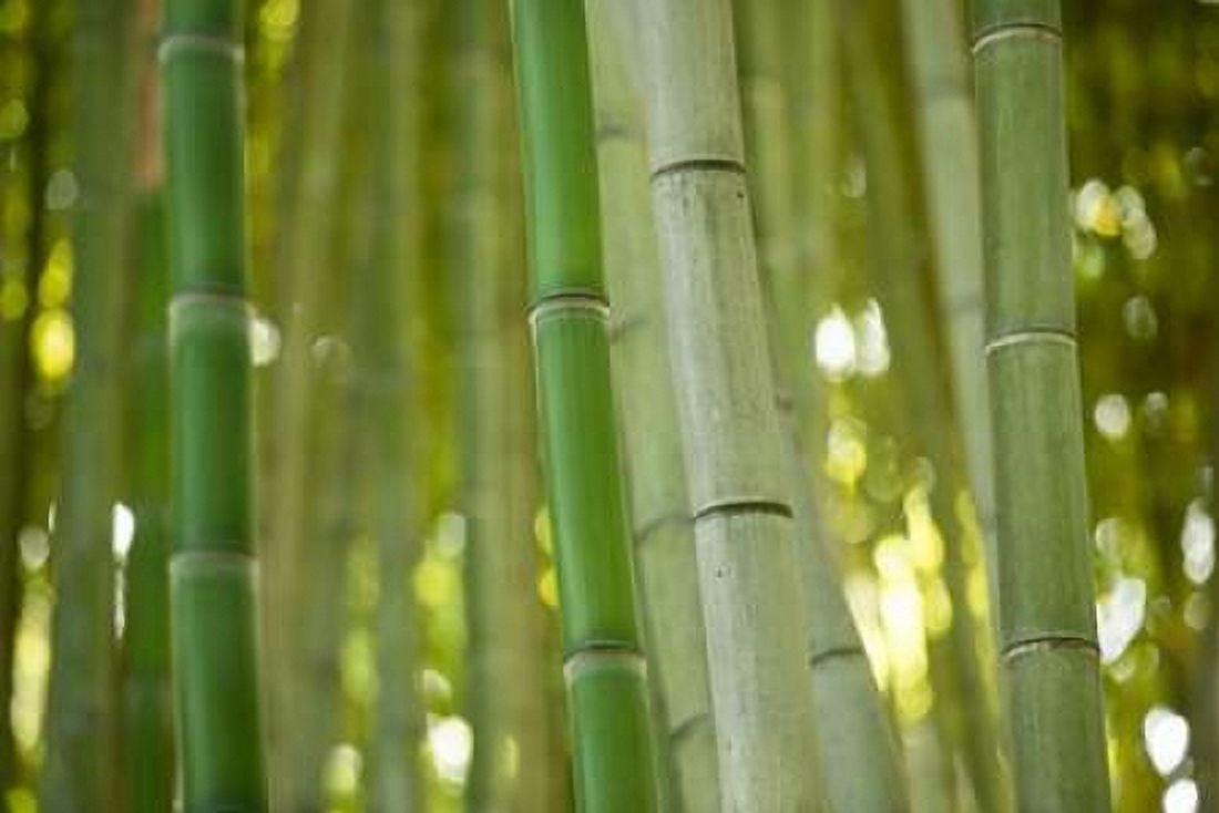 Bamboo and Bokeh II Canvas Art - Erin Berzel (12 x 18)