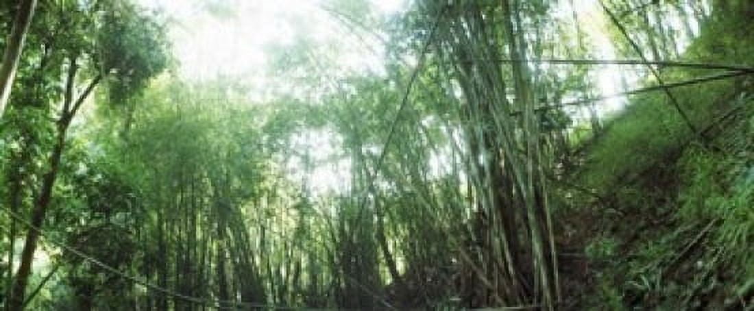 Bamboo forest Chiang Mai Thailand Canvas Art - Panoramic Images (15 x 6)