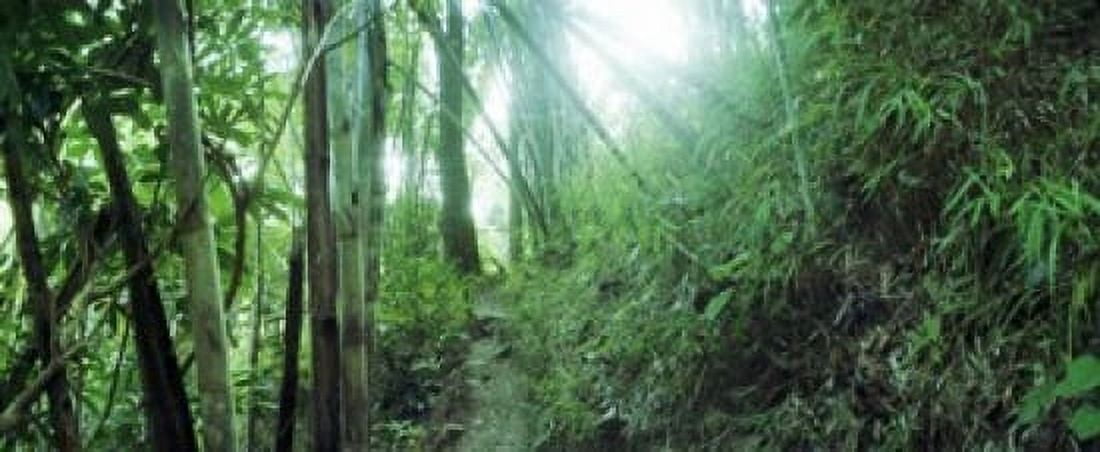Bamboo forest Chiang Mai Thailand Canvas Art - Panoramic Images (15 x 6)