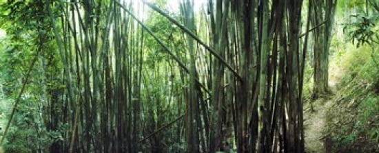 Bamboo forest Chiang Mai Thailand Canvas Art - Panoramic Images (30 x 12)