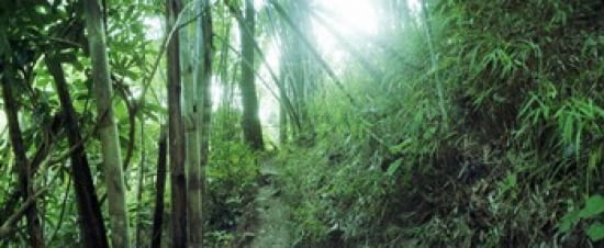 Bamboo forest Chiang Mai Thailand Canvas Art - Panoramic Images (30 x 13)
