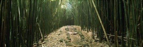 Bamboo forest Hana Coast Maui Hawaii USA Canvas Art - Panoramic Images (36 x 12)