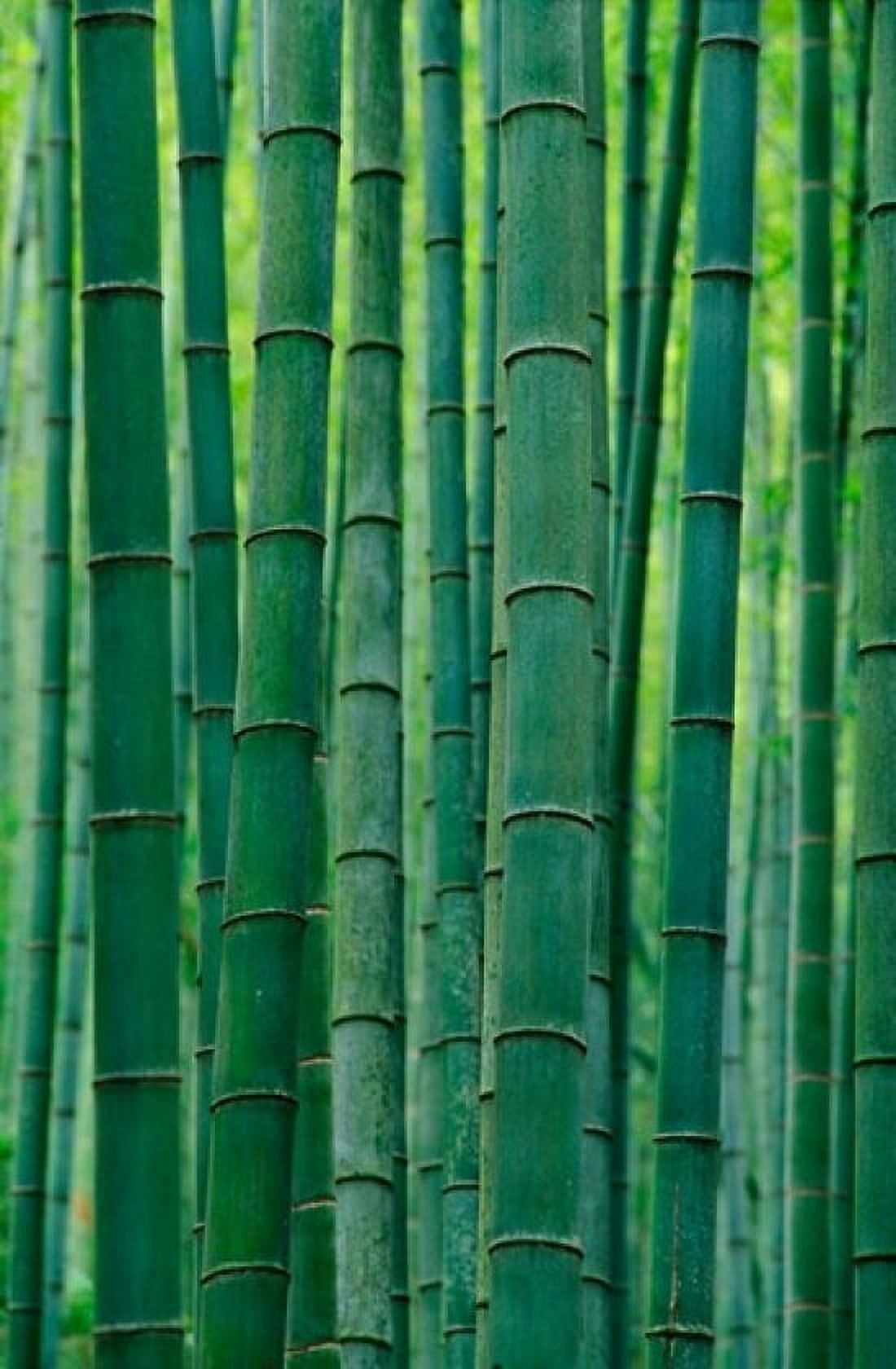 Bamboo forest Hangzhou Zhejiang Province China Canvas Art - Keren Su DanitaDelimont (24 x 36)
