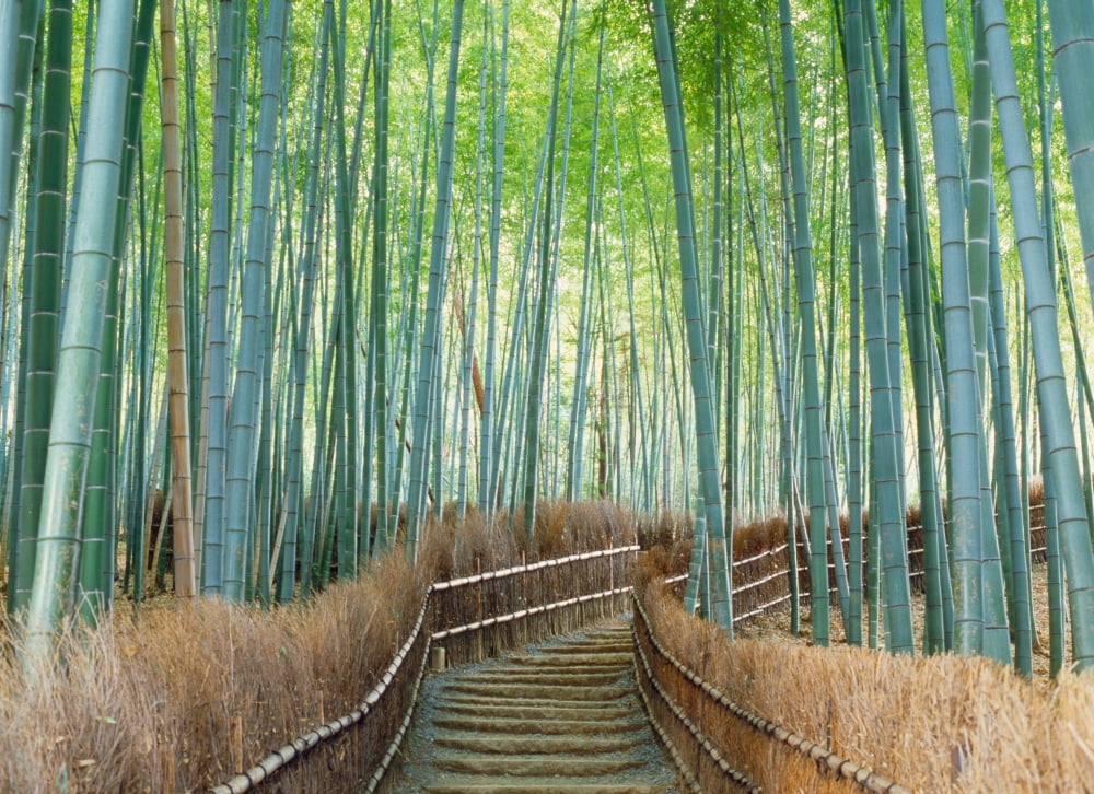 Bamboo forest Kyoto City Kyoto Prefecture Japan Canvas Art - Panoramic Images (27 x 9)