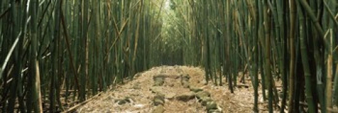 Bamboo forest Oheo Gulch Seven Sacred Pools Hana Maui Hawaii USA Canvas Art - Panoramic Images (18 x 6)
