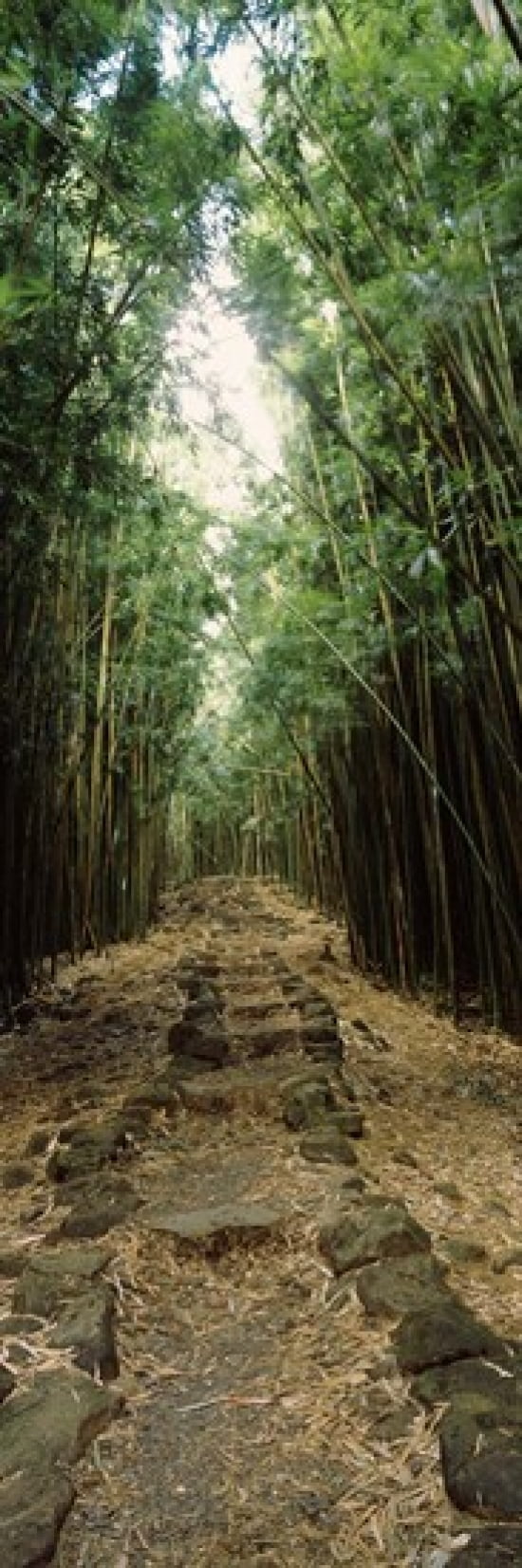 Bamboo forest Oheo Gulch Seven Sacred Pools Hana Maui Hawaii USA Canvas Art - Panoramic Images (18 x 6)
