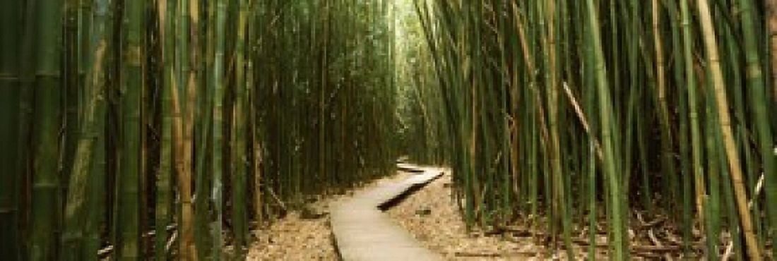 Bamboo forest Oheo Gulch Seven Sacred Pools Hana Maui Hawaii USA Canvas Art - Panoramic Images (18 x 6)