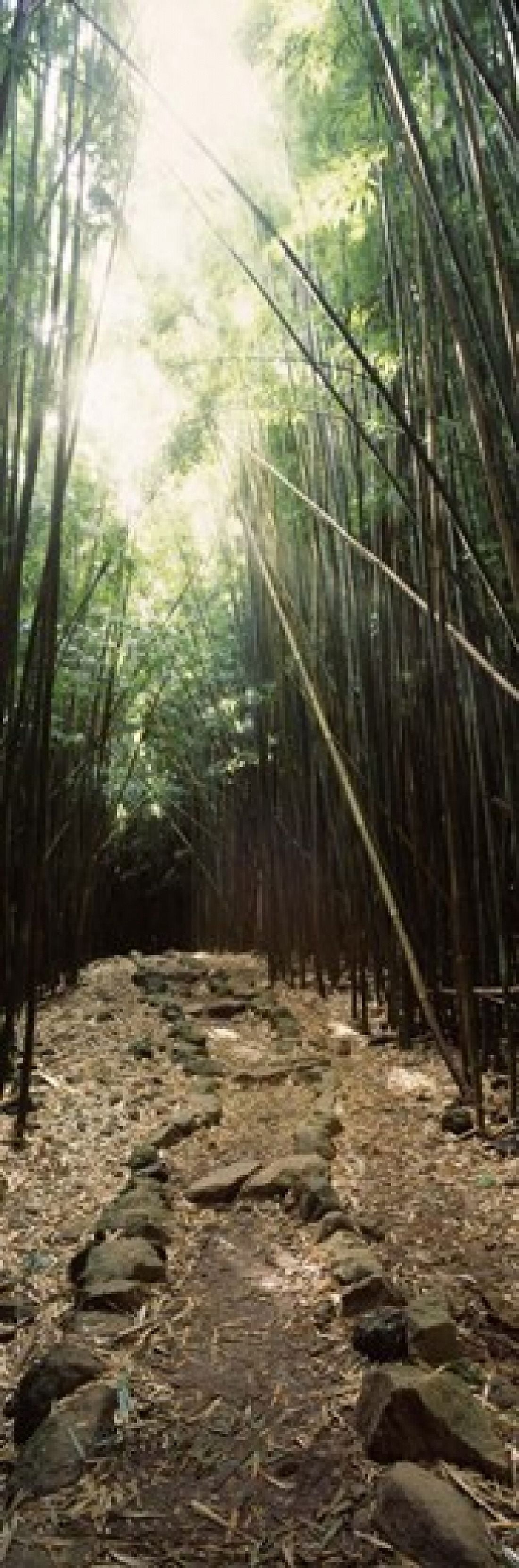 Bamboo forest Oheo Gulch Seven Sacred Pools Hana Maui Hawaii USA Canvas Art - Panoramic Images (18 x 6)