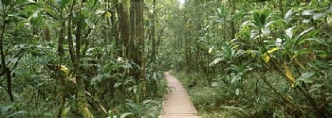 Bamboo forest Oheo Gulch Seven Sacred Pools Hana Maui Hawaii USA Canvas Art - Panoramic Images (18 x 7)