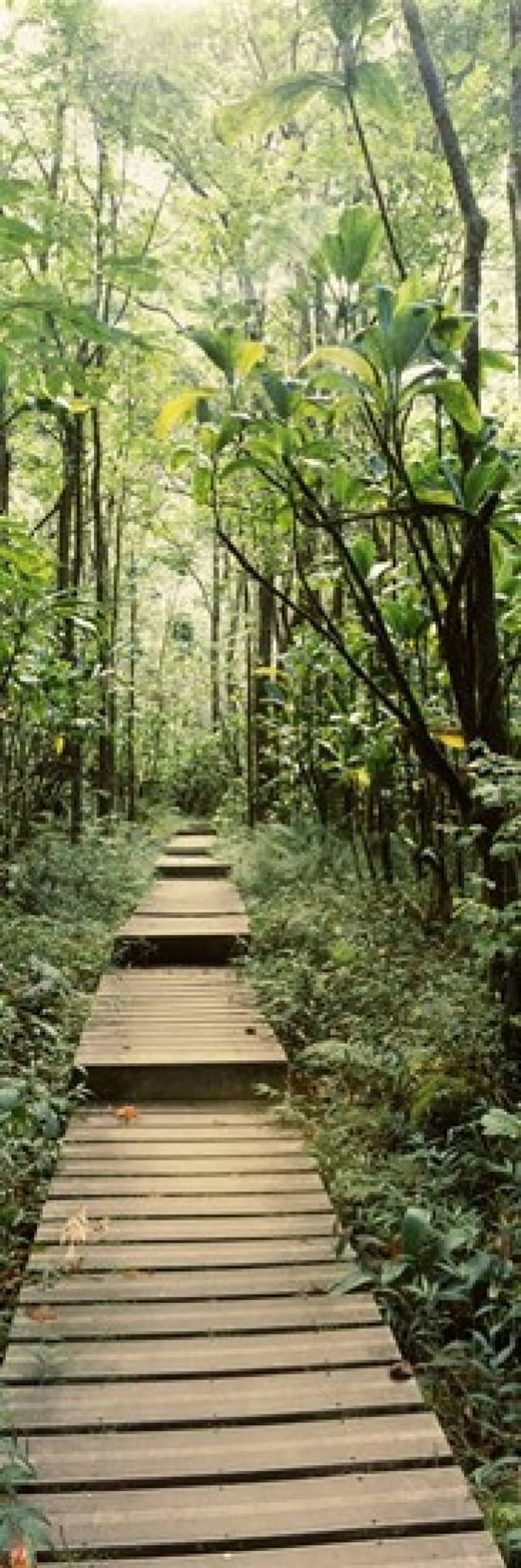 Bamboo forest Oheo Gulch Seven Sacred Pools Hana Maui Hawaii USA Canvas Art - Panoramic Images (18 x 7)