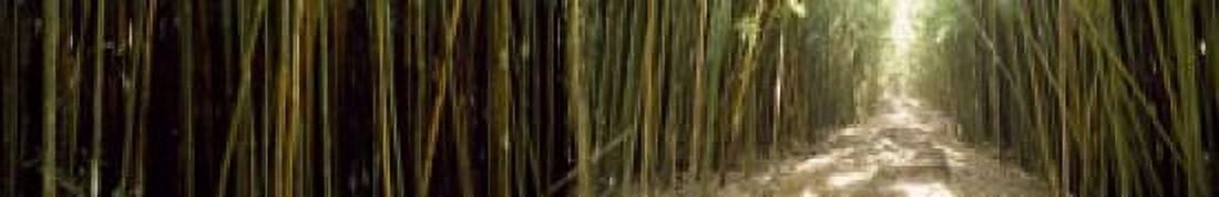 Bamboo forest Oheo Gulch Seven Sacred Pools Hana Maui Hawaii USA Canvas Art - Panoramic Images (22 x 4)