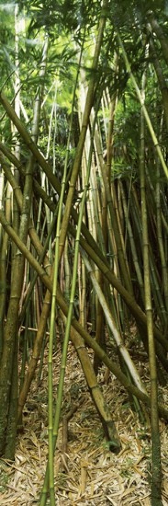 Bamboo forest Oheo Gulch Seven Sacred Pools Hana Maui Hawaii USA Canvas Art - Panoramic Images (36 x 12)