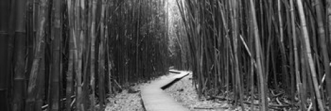 Bamboo forest Oheo Gulch Seven Sacred Pools Hana Maui Hawaii USA Canvas Art - Panoramic Images (36 x 12)