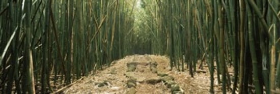 Bamboo forest Oheo Gulch Seven Sacred Pools Hana Maui Hawaii USA Canvas Art - Panoramic Images (36 x 12)