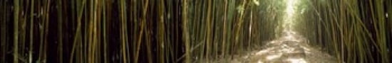 Bamboo forest Oheo Gulch Seven Sacred Pools Hana Maui Hawaii USA Canvas Art - Panoramic Images (44 x 7)