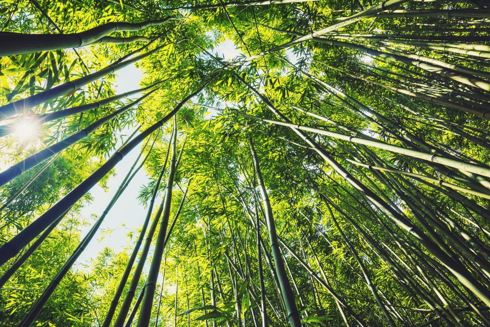 Bamboo forest with morning sunlight Canvas Art - Design Pics Vibe Design Pics (17 x 11)