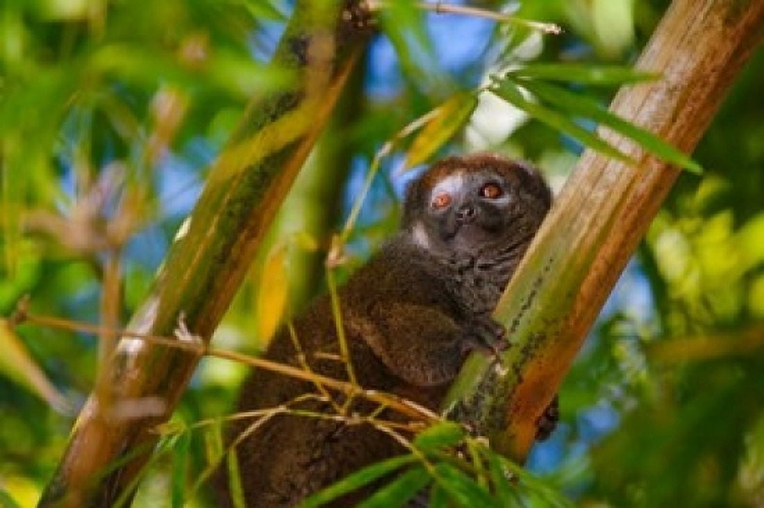 Bamboo lemur in the bamboo forest Madagascar Canvas Art - Keren Su DanitaDelimont (17 x 11)
