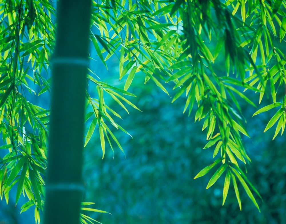 Bamboo tree in a forest Saga Prefecture Japan Canvas Art - Panoramic Images (9 x 27)