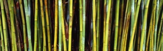 Bamboo trees in a botanical garden Kanapaha Botanical Gardens Gainesville Alachua County Florida USA Canvas Art - Panoramic Images (36 x 12)