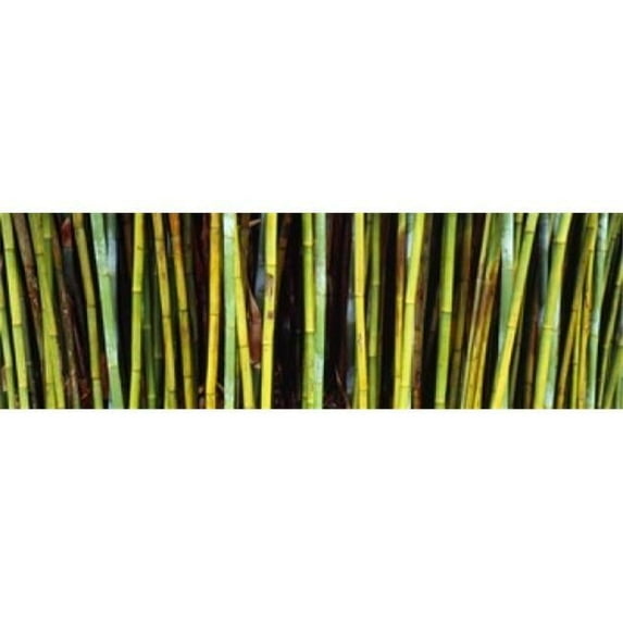 Bamboo trees in a botanical garden Kanapaha Botanical Gardens Gainesville Alachua County Florida USA Poster Print by - 36 x 12